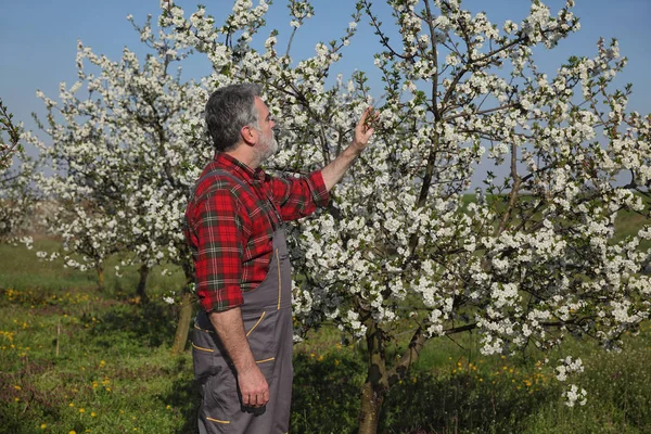 Agronomista Agricultor Examinam Cerejeiras Flor Pomar — Fotografia de Stock
