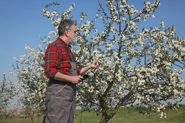 Agrónomo Agricultor Examinando Los Cerezos Flor Huerto Utilizando Tableta — Foto de Stock