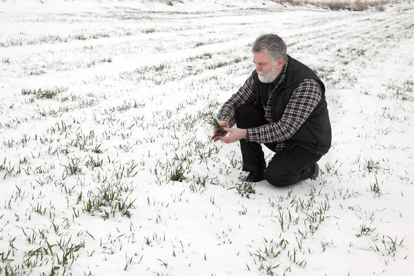 Farmer Agronomist Inspect Quality Wheat Snow Winter — Stock Photo, Image
