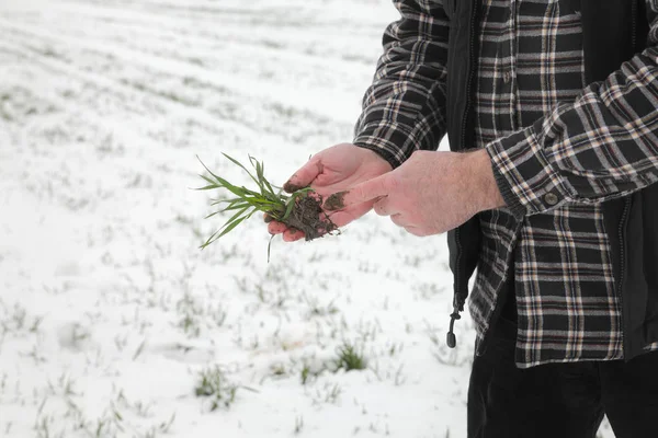 Boer Landbouwingenieur Inspectie Van Kwaliteit Van Tarwe Onder Sneeuw Winter — Stockfoto