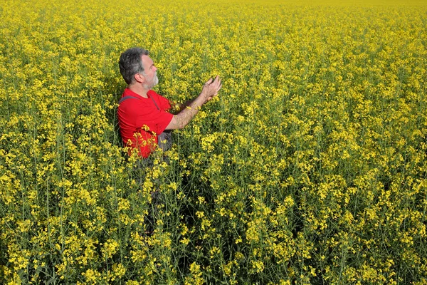 Agrónomo Agricultor Examinando Campo Canola Flor Planta Colza Principios Primavera — Foto de Stock