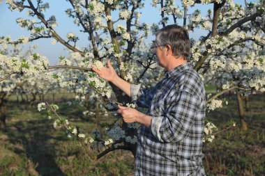 Ziraat Mühendisi veya tablet kullanarak orchard, çiçek açan erik ağaçları inceleyerek çiftçi