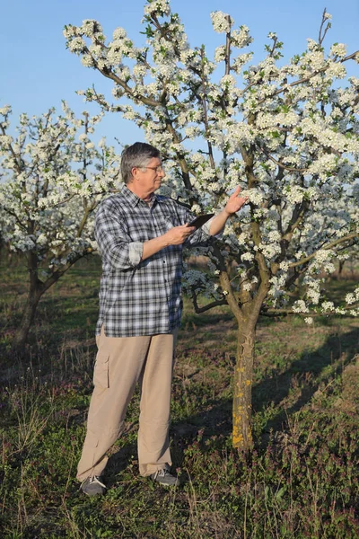 农艺师或农夫用片剂检查果园里盛开的李子树 — 图库照片
