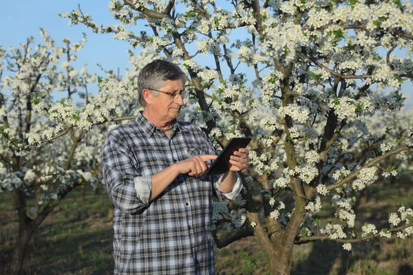 Agronomista Agricultor Examinando Árvores Ameixa Flor Pomar Usando Tablet — Fotografia de Stock