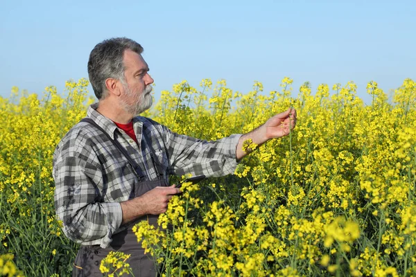 Agronomista Agricultor Examinando Campo Canola Florescente Com Comprimido Mão Planta — Fotografia de Stock