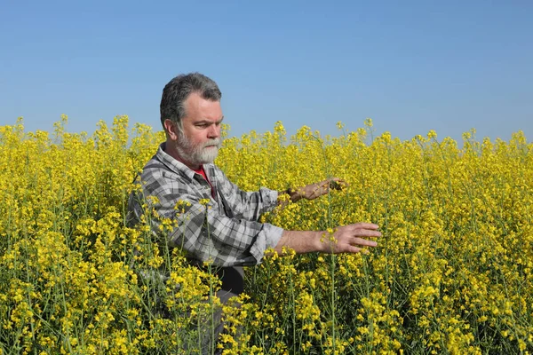 农艺师或农夫检查开花的油菜田 油菜籽植物 — 图库照片