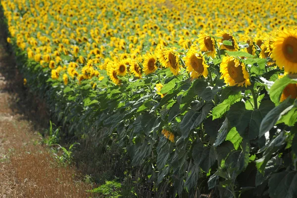 Piante Girasole Campo All Inizio Dell Estate Focus Selettivo — Foto Stock