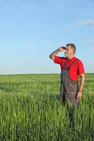 Agricultor Agrónomo Inspeccionando Calidad Del Trigo Primavera Mirando Lejos —  Fotos de Stock