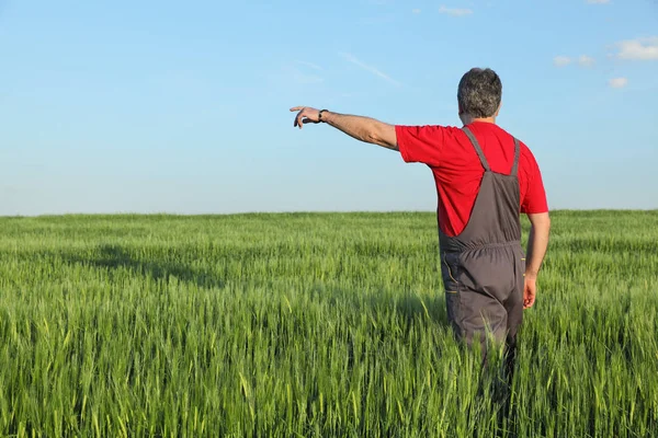 Agricultor Agrónomo Que Inspecciona Calidad Del Trigo Primavera Gesticulación Señalando — Foto de Stock