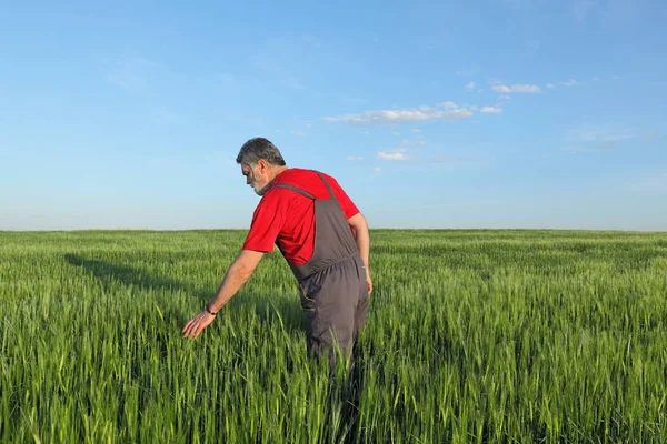 Farmer Agronomist Inspecting Quality Wheat Spring — Stock Photo, Image