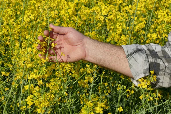 満開の菜の花畑 菜種植物 春の初めに触れる人間の手 — ストック写真