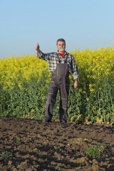 Agronom Eller Bonde Undersökande Blommande Raps Fält Och Gestikulerande Med — Stockfoto