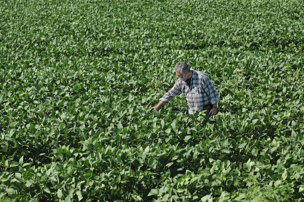 Farmer Agronomist Examining Green Soy Bean Plants Field — Stock Photo, Image