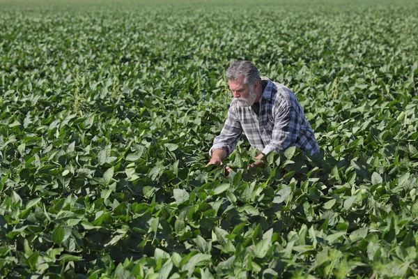 Rolnik Lub Agronom Badając Rośliny Bobowate Sojowe Zielony Dziedzinie — Zdjęcie stockowe