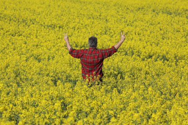 Ziraat Mühendisi veya çiftçi muayene çiçek açması kanola alan ve eller yukarı, kolza tohumu bitki ile erken ilkbaharda el hareketi