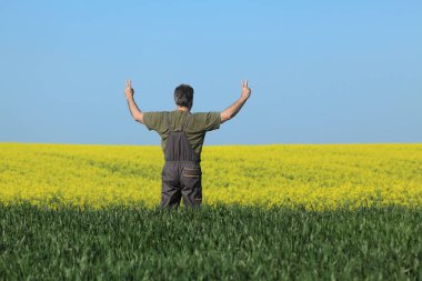 Ziraat Mühendisi veya çiftçi muayene çiçek açması kanola ve buğday alan ve eller yukarı, kolza tohumu bitki ile erken ilkbaharda el hareketi