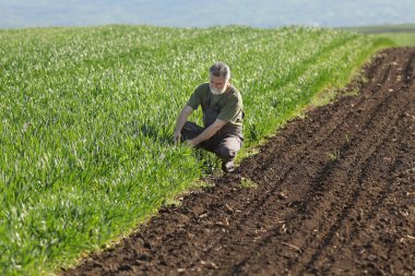 Çiftçi ya da tarımcı baharın başlarında buğday kalitesini inceler