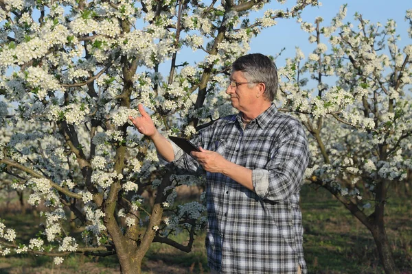 Agronomist Farmer Examining Blossoming Plum Trees Orchard Using Tablet — Stock Photo, Image