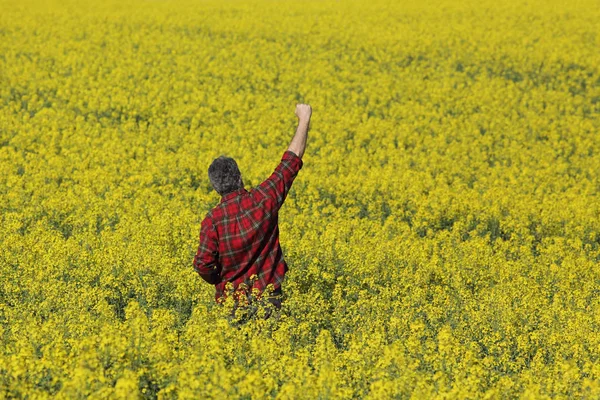 Agrónomo Agricultor Examinando Campo Canola Flor Haciendo Gestos Con Puño —  Fotos de Stock