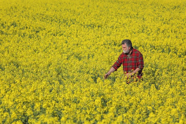 Agrónomo Agricultor Examinando Campo Canola Flor Planta Colza Principios Primavera — Foto de Stock