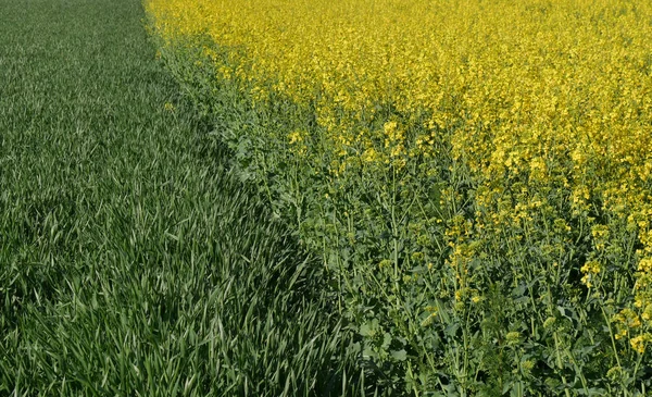 Plantes Florissantes Canola Blé Champ Début Printemps — Photo