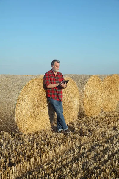 Fermier Agronome Dans Champ Blé Après Récolte Examinant Balle Paille — Photo