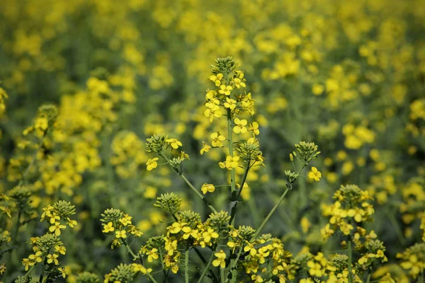 Olie Verkrachting Close Van Bloeiende Koolzaad Planten Vroege Voorjaar Veld — Stockfoto