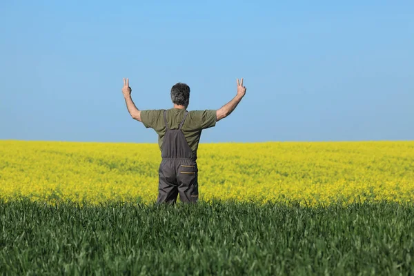 Agrónomo Agricultor Examinando Floración Canola Campo Trigo Haciendo Gestos Con — Foto de Stock