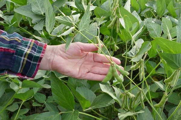 Agricultor Agrónomo Examinando Planta Soja Verde Campo Primer Plano Mano —  Fotos de Stock