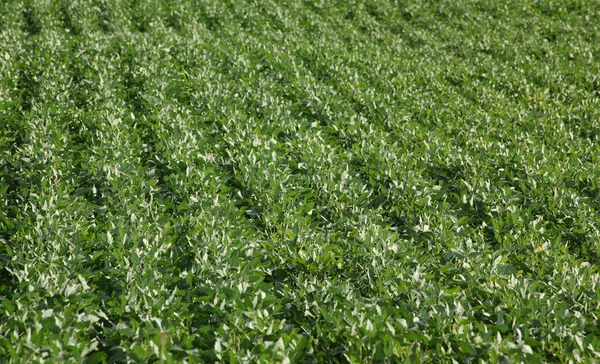 Landbouw Groen Geteeld Soy Bean Veld Vroege Zomer Selectieve Aandacht — Stockfoto