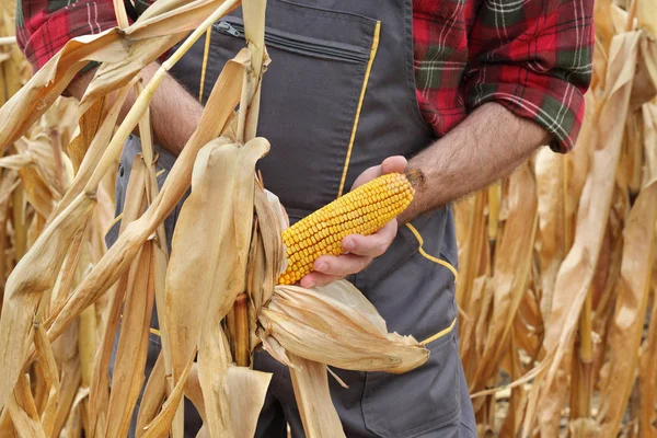 Farmer Agronomist Examining Corn Plant Field Harvest Time — Stock Photo, Image