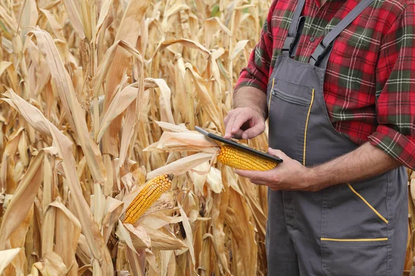 Farmer Agronomist Examining Corn Plant Field Drought Using Tablet Harvest — Stock Photo, Image