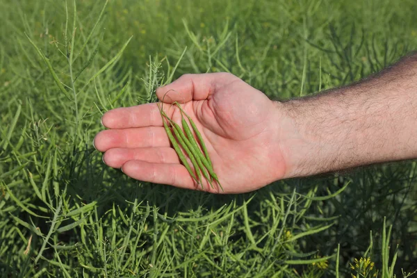 Rolnik Lub Agronom Wyświetlono Zielony Olej Upraw Rzepaku Pod Ręku — Zdjęcie stockowe