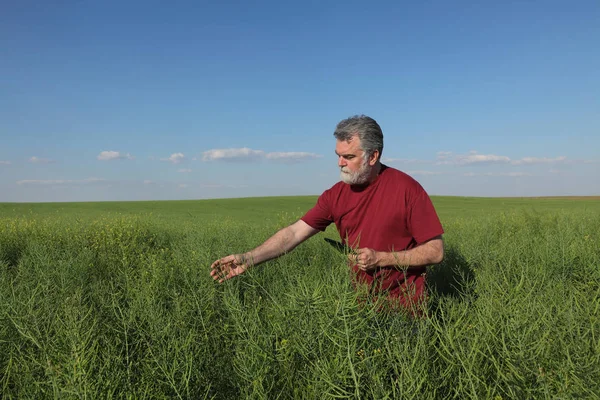 Ziraat Mühendisi Veya Yeşil Kanola Alanı Baharında Kolza Tohumu Bitki — Stok fotoğraf