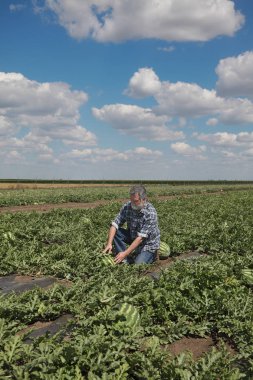 Çiftçi veya İnceleme karpuz meyve ve bitki alanında bilimsel tarım uzmanı