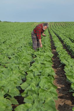Çiftçi ya da tablet, bahar zamanı kullanma bitkinin yeşil ayçiçeği alan muayene kalitesinde ziraat mühendisi
