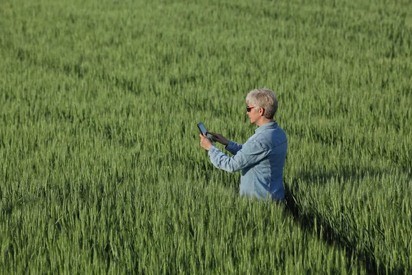 女农民或农艺师利用石碑 春时节对田里青小麦的品质进行检验 — 图库照片