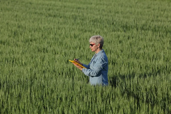 Kvinnebonde Eller Gårdbruker Inspiserer Kvaliteten Hvete Åkeren Skrivingen Vårtid – stockfoto