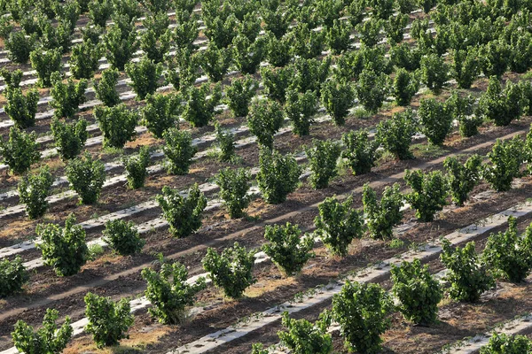 Fındık Havadan Görünümü Satır Orchard Ile Domates Bitkiler Arasında Bahar — Stok fotoğraf