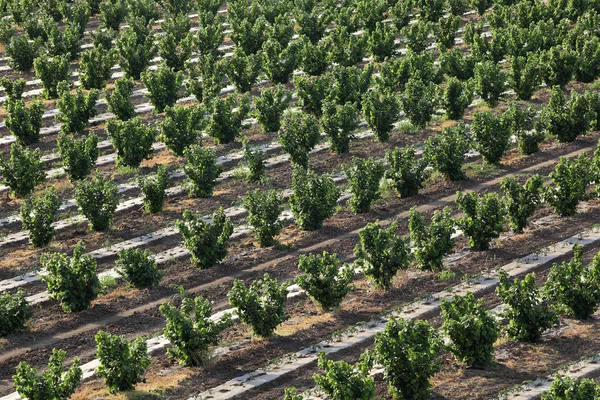 Vue Aérienne Noisetiers Rangées Dans Verger Avec Des Plants Tomate — Photo