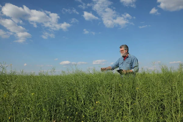 Agrónomo Agricultor Examinando Campo Canola Verde Planta Colza Primavera — Foto de Stock