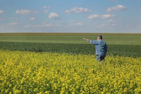 Agronom Oder Landwirt Begutachtet Blühendes Rapsfeld Und Gestikuliert Rapspflanze Frühjahr — Stockfoto