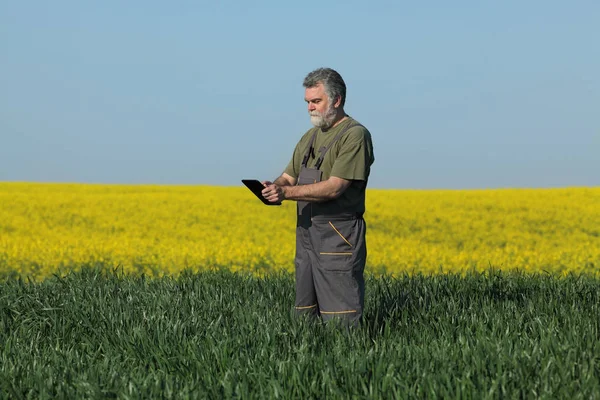 以油菜田为背景的农艺师对早春小麦品质的检测 — 图库照片