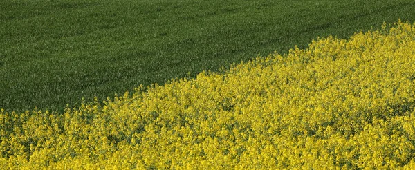 Blommande Raps Och Vete Gula Och Gröna Växter Fältet Jordbruk — Stockfoto