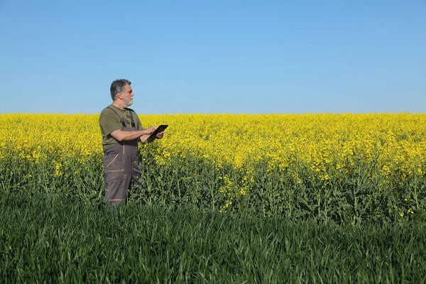 农民或农艺师用片剂检测早春小麦和油菜田的质量 — 图库照片
