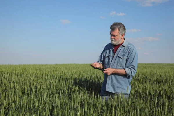 Agricultor Agrônomo Que Inspeciona Qualidade Trigo Início Primavera Usando Comprimido — Fotografia de Stock
