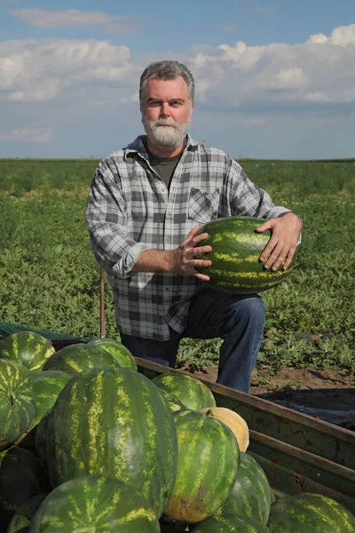 Farmer Selling Watermelons Holding One Show Quality Farmers Market — Stock Photo, Image