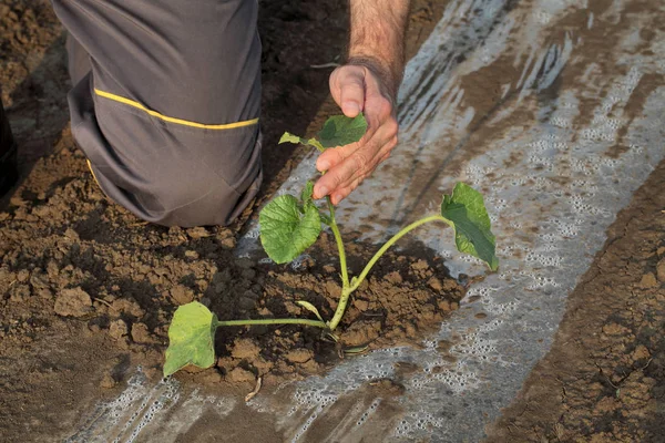 Agricoltore Esaminando Melone Pianta Campo Piante Sono Sotto Strisce Protettive — Foto Stock