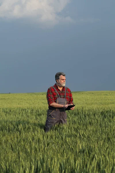 Agricoltore Agronomo Che Ispeziona Qualità Del Campo Grano Primavera Utilizzando — Foto Stock