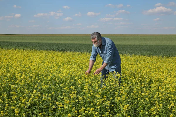 Agrónomo Agricultor Examinando Campo Canola Flor Planta Colza Principios Primavera — Foto de Stock